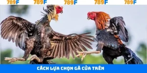 Cách Lựa Chọn Gà Cửa Trên Trăm Trận Trăm Thắng Tại 789F