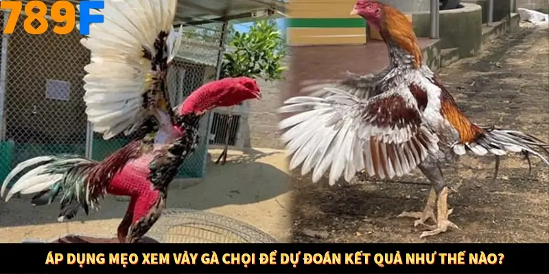 Mẹo Chia Bài 3 Cây Dễ Thắng Tại Trang Chủ 789F 9 Áp dụng mẹo xem tiền để mong đợi kết quả như thế nào?