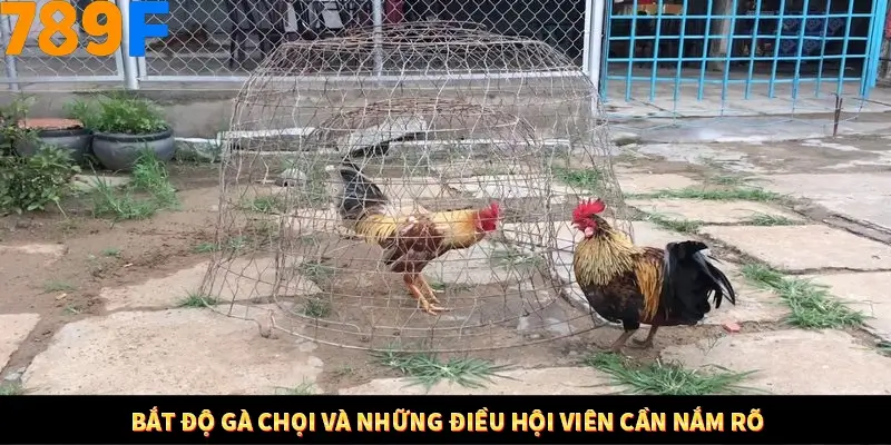 Mẹo Chia Bài 3 Cây Dễ Thắng Tại Trang Chủ 789F 7 Bắt độ gà chọi và những điều hội viên cần nắm rõ
