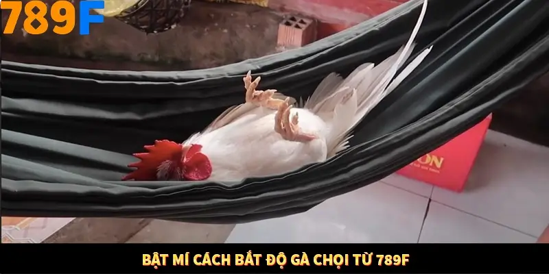 Mẹo Chia Bài 3 Cây Dễ Thắng Tại Trang Chủ 789F 8 Bật mí cách bắt độ gà chọi từ 789F