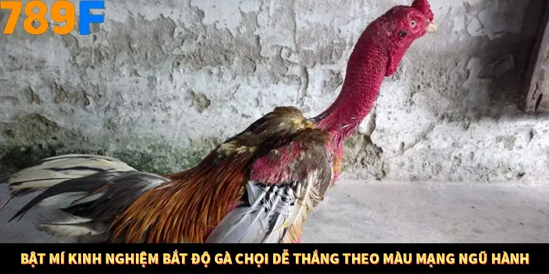 Bật mí kinh nghiệm bắt độ gà chọi dễ thắng theo màu mạng ngũ hành