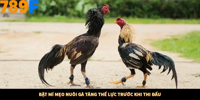 Bật mí mẹo nuôi gà tăng thể lực trước khi thi đấu