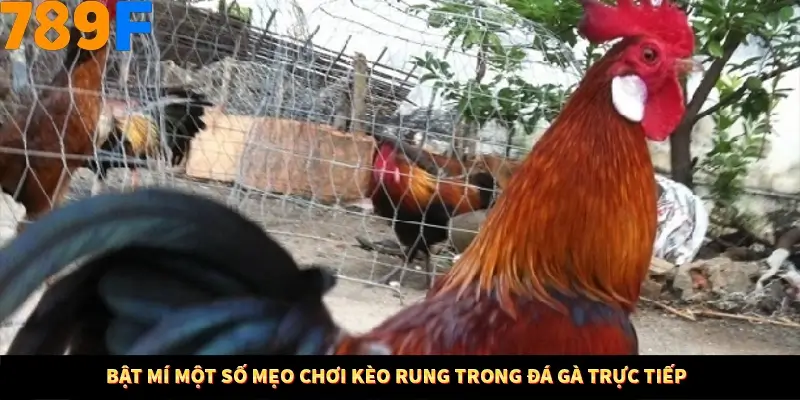 Mẹo Chia Bài 3 Cây Dễ Thắng Tại Trang Chủ 789F 8 Bật mí một số mẹo chơi kèo rung trong đá gà trực tiếp