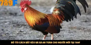 Bỏ Túi Cách Bắt Kèo Đá Gà An Toàn Cho Người Mới Tại 789F
