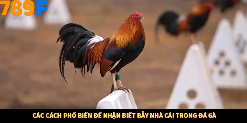 Mẹo Chia Bài 3 Cây Dễ Thắng Tại Trang Chủ 789F 9 Các cách phổ biến để nhận biết bẫy nhà cái trong đá gà