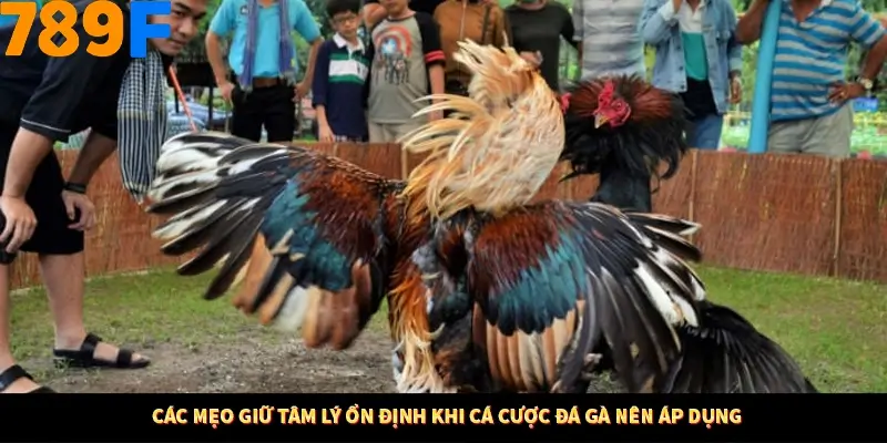 Mẹo Chia Bài 3 Cây Dễ Thắng Tại Trang Chủ 789F 8 Các mẹo giữ tâm lý ổn định khi cá cược đá gà nên áp dụng