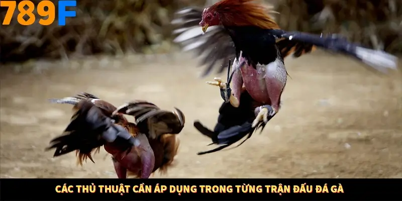 Mẹo Chia Bài 3 Cây Dễ Thắng Tại Trang Chủ 789F 8 Các kỹ thuật cần áp dụng trong từng trận đấu đá gà