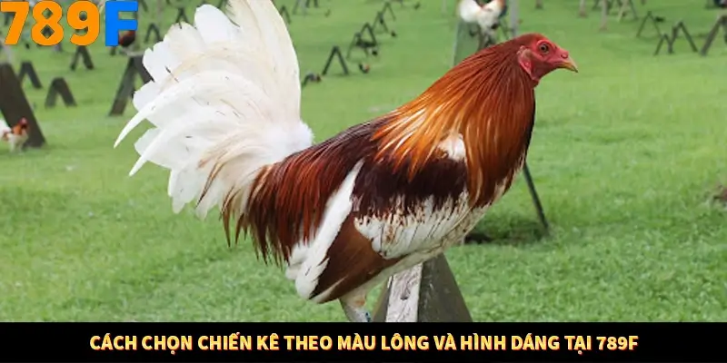 Mẹo Chia Bài 3 Cây Dễ Thắng Tại Trang Chủ 789F 8 Cách chọn chiến kê theo màu lông và hình dáng tại 789F