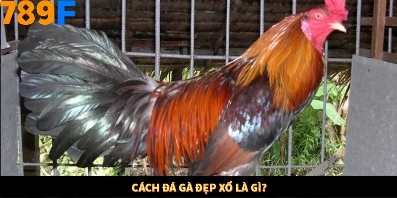 Mẹo Chia Bài 3 Cây Dễ Thắng Tại Trang Chủ 789F 7 Cách đá gà đẹp xổ là gì?