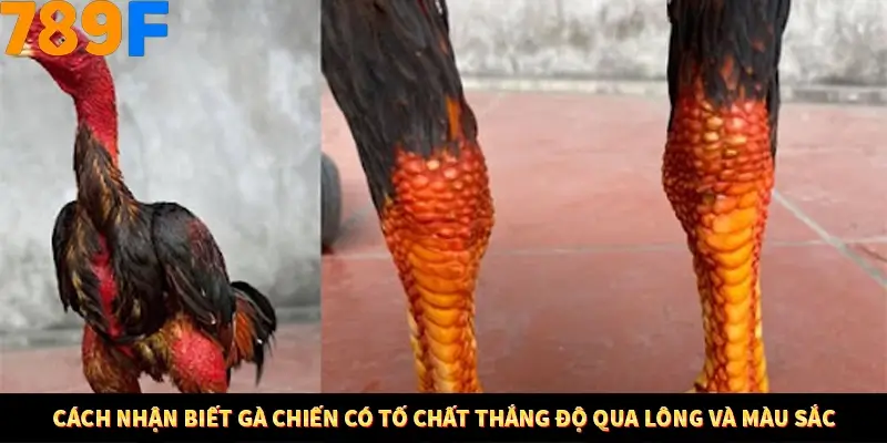 Mẹo Chia Bài 3 Cây Dễ Thắng Tại Trang Chủ 789F 8 Cách nhận biết gà chiến có tố chất thắng độ qua lông và màu sắc