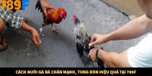 Cách Nuôi Gà Đá Chân Mạnh, Tung Đòn Hiệu Quả Tại 789F