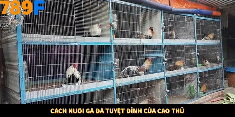 Mẹo Chia Bài 3 Cây Dễ Thắng Tại Trang Chủ 789F 8 Cách nuôi gà đá tuyệt đỉnh của cao thủ
