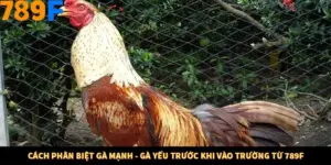 Cách Phân Biệt Gà Mạnh - Gà Yếu Trước Khi Vào Trường Từ 789F