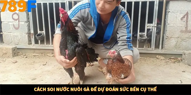 Mẹo Chia Bài 3 Cây Dễ Thắng Tại Trang Chủ 789F 8 Cách soi nước nuôi gà để dự đoán sức bền cụ thể