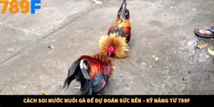 Cách Soi Nước Nuôi Gà Để Dự Đoán Sức Bền – Kỹ Năng Từ 789F