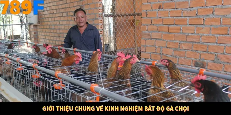Giới thiệu chung về kinh nghiệm bắt độ gà chọi