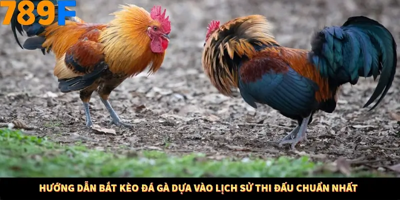 Mẹo Chia Bài 3 Cây Dễ Thắng Tại Trang Chủ 789F 8 Hướng dẫn bắt kèo đá gà dựa vào lịch sử thi đấu chuẩn nhất