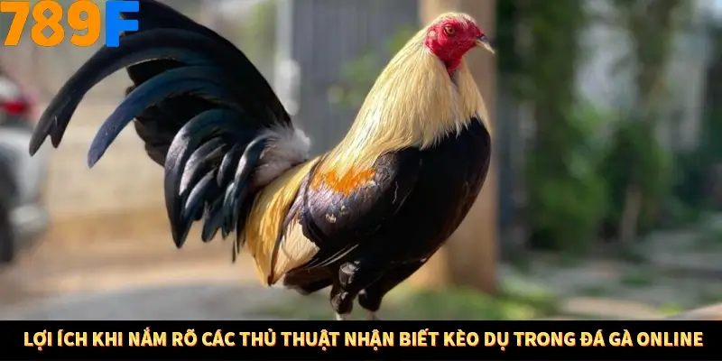 Mẹo Chia Bài 3 Cây Dễ Thắng Tại Trang Chủ 789F 8 Lợi ích khi nắm rõ các thủ thuật nhận biết kèo dụ trong đá gà online