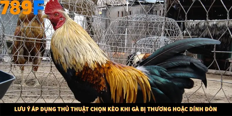 Mẹo Chia Bài 3 Cây Dễ Thắng Tại Trang Chủ 789F 9 Lưu ý áp dụng thủ thuật chọn kèo khi gà bị thương hoặc dính đòn