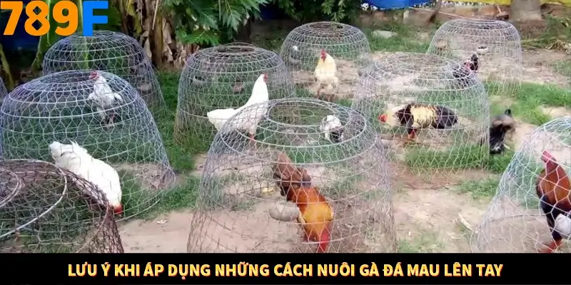 Mẹo Chia Bài 3 Cây Dễ Thắng Tại Trang Chủ 789F 9 Lưu ý khi áp dụng những cách nuôi gà đá mau lên tay