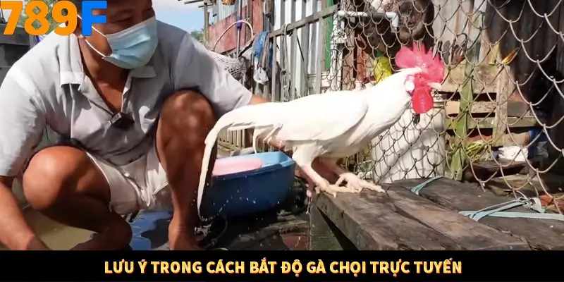Mẹo Chia Bài 3 Cây Dễ Thắng Tại Trang Chủ 789F 9 Lưu ý trong cách bắt độ gà chọi trực tuyến