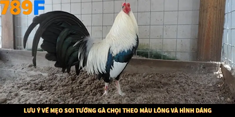Mẹo Chia Bài 3 Cây Dễ Thắng Tại Trang Chủ 789F 9 Lưu ý về mẹo soi tướng gà chọi theo màu lông và hình dáng
