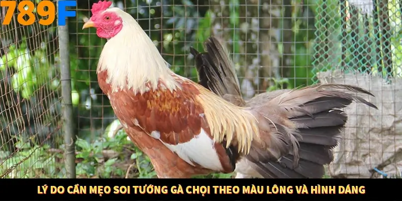 Mẹo Chia Bài 3 Cây Dễ Thắng Tại Trang Chủ 789F 7 Lý do cần mẹo soi tướng gà chọi theo màu lông và hình dáng
