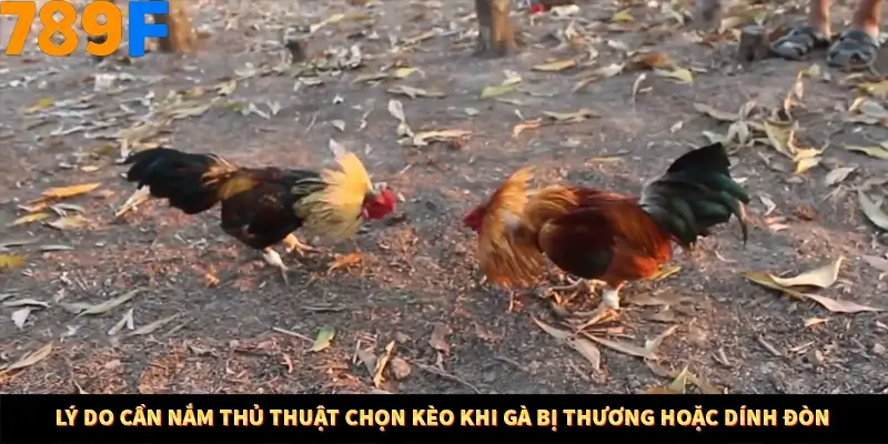 Mẹo Chia Bài 3 Cây Dễ Thắng Tại Trang Chủ 789F 7 Lý do cần nắm thủ thuật chọn kèo khi gà bị thương hoặc dính đòn