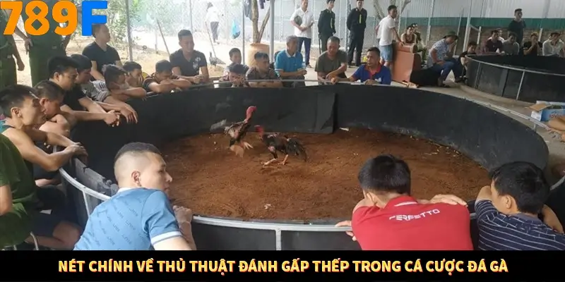 Nét chính về thủ thuật đánh gấp thếp trong cá cược đá gà