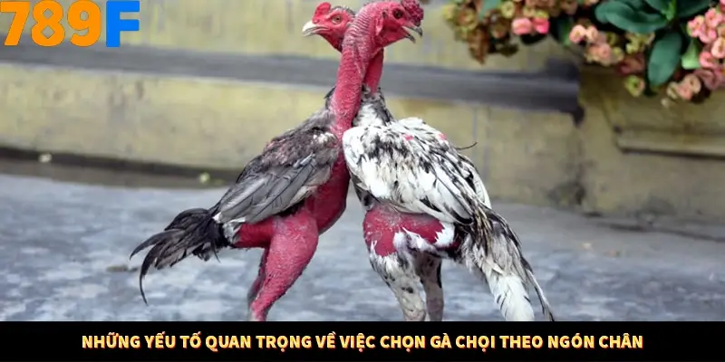 Những yếu tố quan trọng về việc chọn gà chọi theo ngón chân
