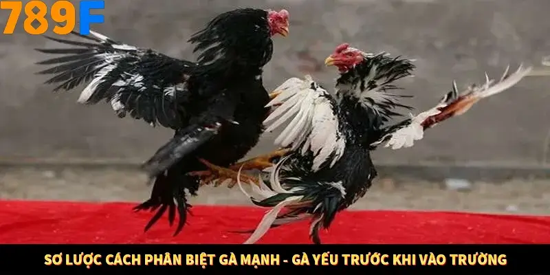 Mẹo Chia Bài 3 Cây Dễ Thắng Tại Trang Chủ 789F 7 Sơ lược cách phân biệt gà mạnh - gà yếu trước khi vào trường