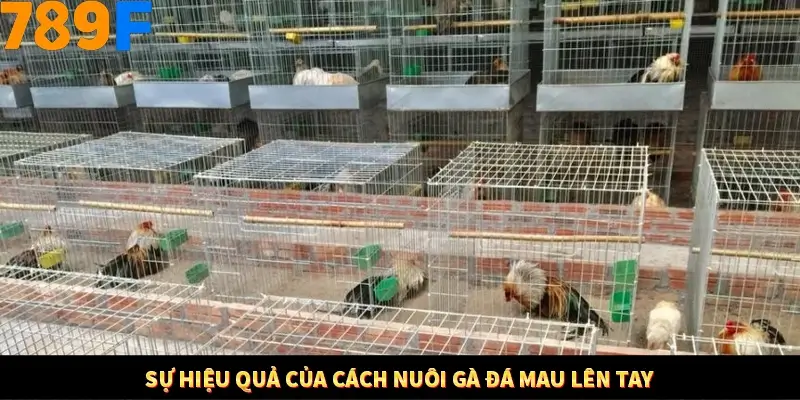 Mẹo Chia Bài 3 Cây Dễ Thắng Tại Trang Chủ 789F 7 Sự hiệu quả của cách nuôi gà đá mau lên tay