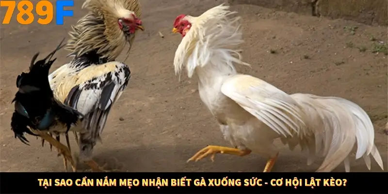 Mẹo Chia Bài 3 Cây Dễ Thắng Tại Trang Chủ 789F 7 Tại sao cần nắm mẹo nhận biết gà xuống sức - cơ hội lật kèo?