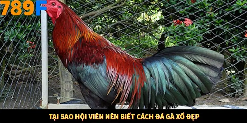 Mẹo Chia Bài 3 Cây Dễ Thắng Tại Trang Chủ 789F 8 Tại sao hội viên nên biết cách đá gà xổ đẹp