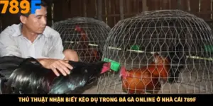 Thủ Thuật Nhận Biết Kèo Dụ Trong Đá Gà Online ở Nhà Cái 789F