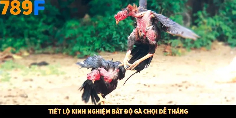 Tiết lộ kinh nghiệm bắt độ gà chọi dễ thắng