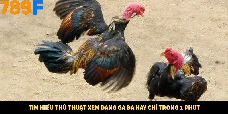 Mẹo Chia Bài 3 Cây Dễ Thắng Tại Trang Chủ 789F 7 Tìm hiểu thủ thuật xem dáng gà đá hay chỉ trong 1 phút