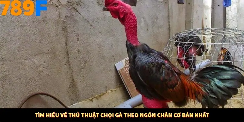 Tìm hiểu về thủ thuật chọi gà theo ngón chân cơ bản nhất