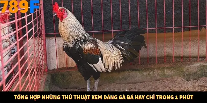 Mẹo Chia Bài 3 Cây Dễ Thắng Tại Trang Chủ 789F 9 Tổng hợp những thủ thuật xem dáng gà đá hay chỉ trong 1 phút