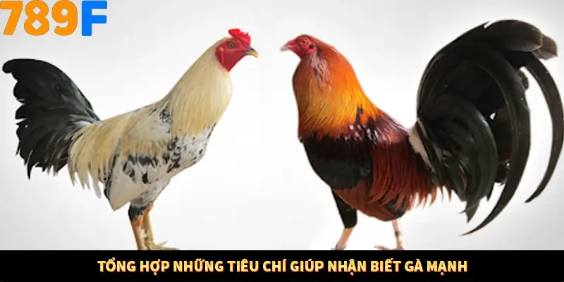 Mẹo Chia Bài 3 Cây Dễ Thắng Tại Trang Chủ 789F 8 Tổng hợp những tiêu chí giúp nhận biết gà mạnh