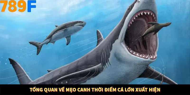 Tổng quan về mẹo canh thời điểm cá lớn xuất hiện