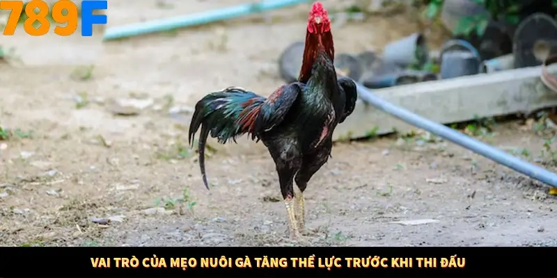 Vai trò của mẹo nuôi gà tăng thể lực trước khi thi đấu