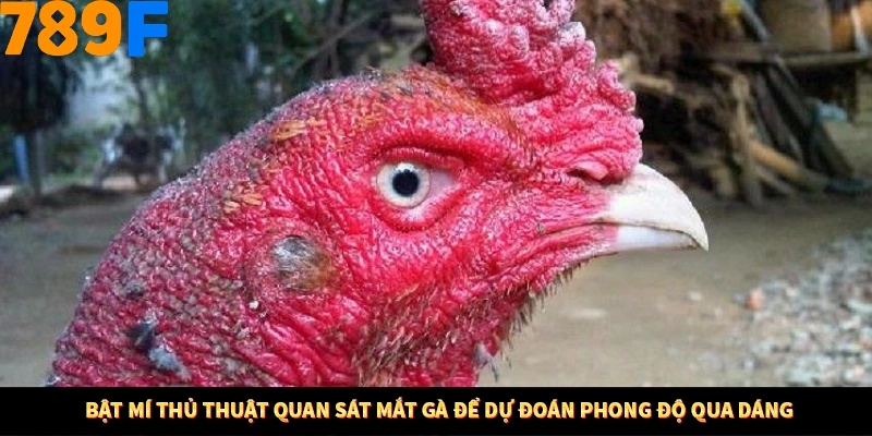 Bật mí thủ thuật quan sát mắt gà để dự đoán phong độ qua dáng 