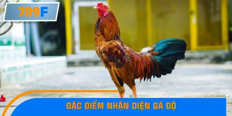 Đặc điểm nhận diện gà độ: Bản lĩnh, lối đá và sự lì lợm