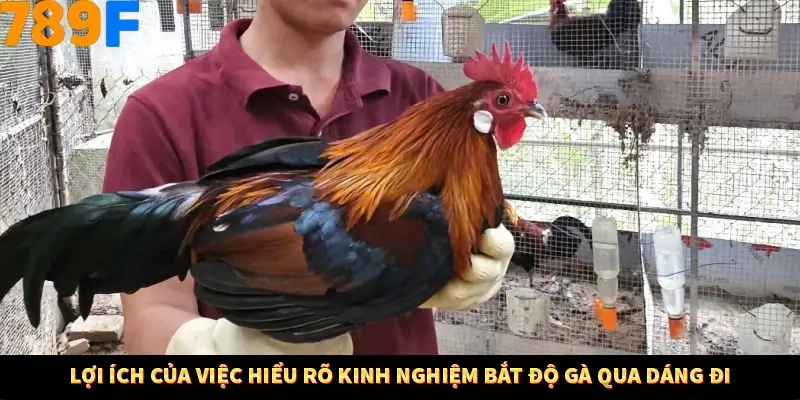 Lợi ích của việc hiểu rõ kinh nghiệm bắt độ gà qua dáng đi