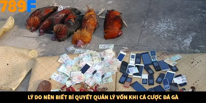 Lý do nên biết bí quyết quản lý vốn khi cá cược đá gà