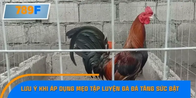 Một số lưu ý khi áp dụng mẹo tập luyện gà đá tăng sức bật
