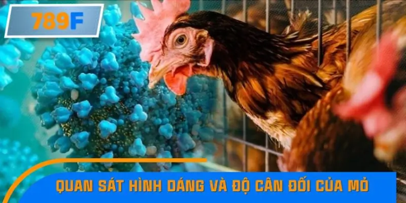 Quan sát hình dáng và độ cân đối của mỏ Quan sát hình dáng và độ cân đối của mỏ